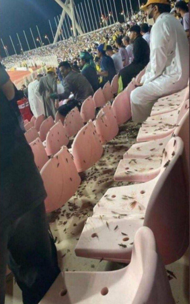 ملخ