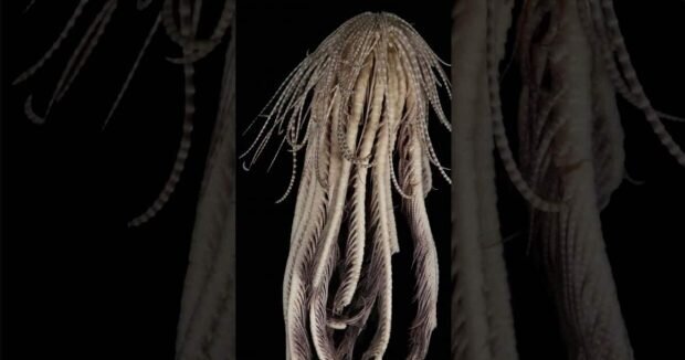 موجودی فرازمینی در اعماق تاریکی/ عکس