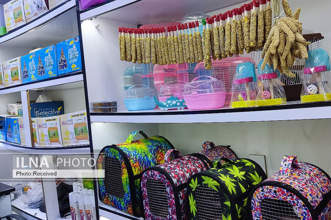 بازار پرندگان خلیج فارس (15)