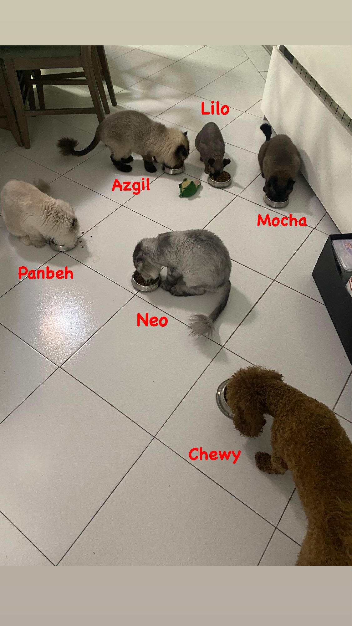 تصویر حیوانات خانگی مهراب قاسم‌خانی