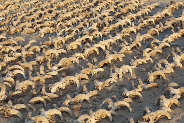 کشف هزاران سر قوچ مومیایی‌شده