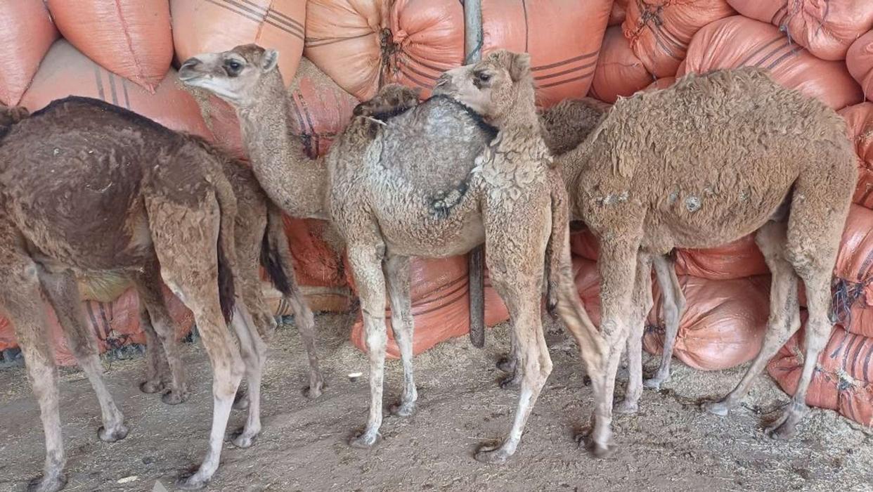 IMAGE 2025-11-10 14_00_49