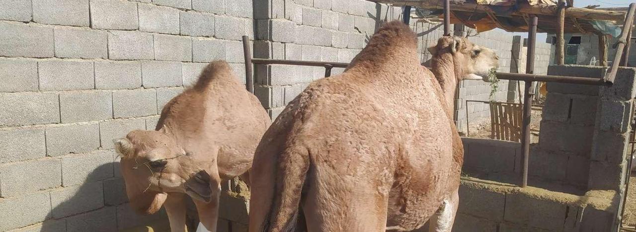 IMAGE 2025-11-10 14_00_47