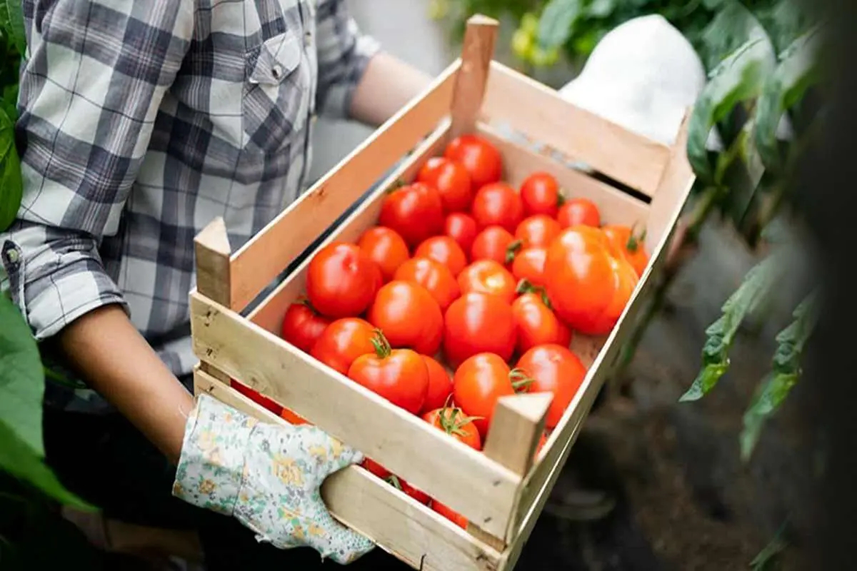 تصویر مربوط به گوجه‌فرنگی