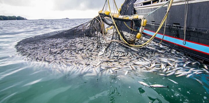 شخمزدن کف خلیج فارس با «ترال»/ ذخایر دریایی تهدید میشوند