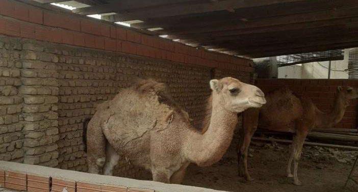 IMAGE 2025-11-10 14_00_51