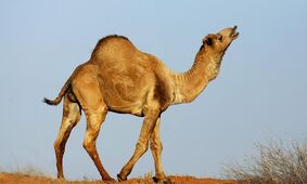 قیمت شتر  طی 10سال 47 برابر شد/ یک شتر زنده جوان در بازار چند؟

