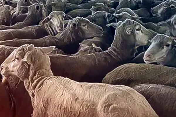 جدیدترین قیمت دام‌ زنده امروز ۲۱ تیر ۱۴۰۴  / ارزان ترین استان ها کدامند؟