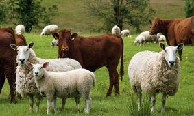 جدول تکان دهنده از قیمت گوشت در شهرهای بزرگ