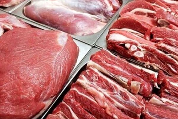 گاوها سنگ تمام گذاشتند 