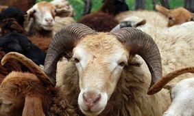 جدیدترین نرخ دام زنده ۱۷ بهمن ۱۴۰۳/ گران ترین و ارزان ترین استان ها مشخص شدند+جدول