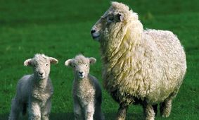 قیمت دام سبک در مسیر کاهش + قیمت