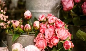 گل‌های گران‌تر از طلا؛ فاجعه قیمت‌ها در روز مادر!