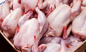 اعلام رسمی زمان کاهش قیمت مرغ از سوی مسئولان