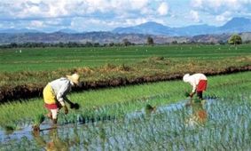 قیمت برنج در اینجا دو برابر شد!