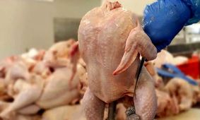 قیمت مرغ منجمد مشخص شد!