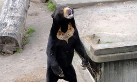 خرس انسان نما + فیلم شوکه کننده