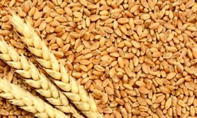 آخرین خبر از پرداخت بدهی گندمکاران و قیمت واقعی گندم