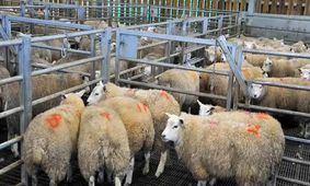 قیمت دام زنده امروز ۲۲ اردیبهشت ۱۴۰۴  / ارزان ترین و گران ترین استان ها کدامند؟ + جدول