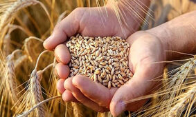 خبر مهم درباره تغییر قیمت گندم + جزئیات
