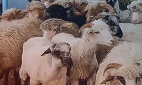 قیمت دام زنده امروز ۱۱ مرداد ۱۴۰۴ + جدول