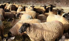 قیمت دام زنده امروز چقدر است؟ / تازه‌ترین اطلاعات بازار!