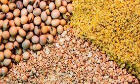هدف‌گذاری ۱۰۰ میلیون دلاری صادرات خوراک دام‌ محقق می‌شود؟