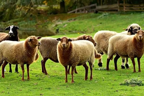 قیمت شوکه‌کننده گوشت به ۶۵۰ هزار تومان رسید!