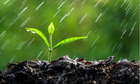 راهکار عجیب وزیر کشاورزی / آیا رویای آب سبز  تعبیر دارد؟