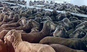 قیمت دام زنده امروز دوشنبه  3 شهریور  / ارزان ترین استان مشخص شد + جدول