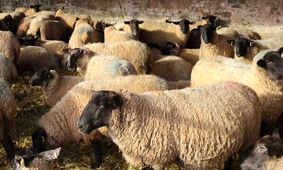 جدیدترین قیمت دام زنده در هر استان + جدول کامل