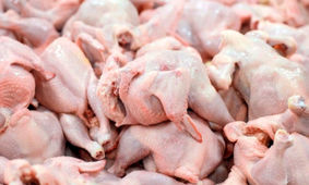 قیمت عمده مرغ به 47 هزار تومان رسید !