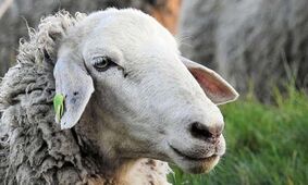  بازار دام در آستانه عید قربان ۱۴۰۵ داغ می‌شود؟ 