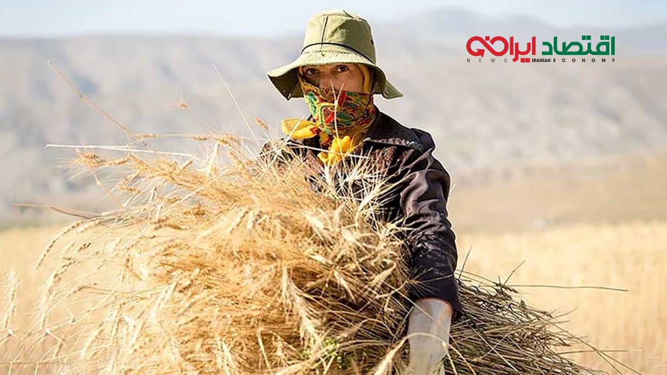وعده سرخرمن به گندم‌کاران؛ تهدید جدی کشت در سال زراعی آینده  / طلب کشاورزان 4 ماه است پرداخت نشده!