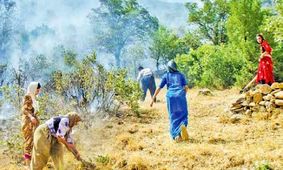 جنگل سوخته غم انگیز است