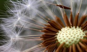 قاصدک از آنچه فکر می‌کنید، عجیب‌تر است