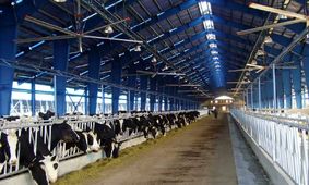 جدیدترین قیمت دام زنده امروز ۱۳ اردیبهشت ۱۴۰۴  / ارزان ترین دام در کدام استان عرضه می شود؟ + جدول