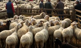 ارزان ترین و گران ترین  قیمت دام زنده متعلق به کدام استان ها  است؟ + جدول