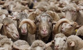 گوسفند ارزان شد / جدیدترین قیمت دام زنده امروز ۲۹ اردیبهشت ۱۴۰۴