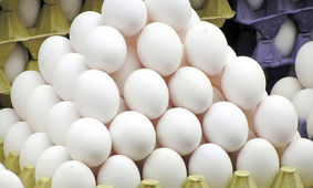 شوک مرغ و تخم مرغ به بازار