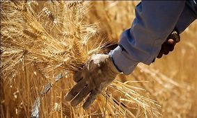 علت اصلی تاخیر پرداخت پول گندم‌کارها چیست؟