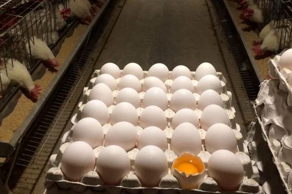 تخم مرغ دو نرخی؛ قربانی جدید سفره‌های ایرانی!