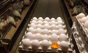 تخم مرغ دو نرخی؛ قربانی جدید سفره‌های ایرانی!