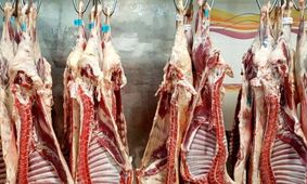 آیا توزیع گوشت قرمز دولتی ادامه خواهد یافت؟