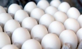 افزایش قیمت تخم‌مرغ در مرغداری‌ها/ کیلویی 77 هزار تومان!
