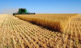 غلات مانده روی دست روسیه نصیب ایران می شود/ شعار خودکفایی در مقابل روسیه فراموش شد