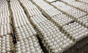 صعود عجیب قیمت تخم‌مرغ؛ شانه‌ای چند باید بخریم؟