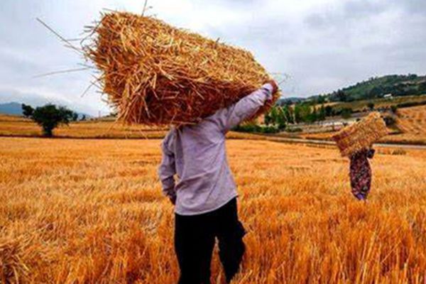 حساب این گروه از کشاورزان پرپول شد + جزئیات