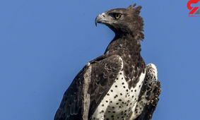 ببینید ! / جدال خونی بچه گراز با عقاب گرسنه / یه لقمه چربش کرد !