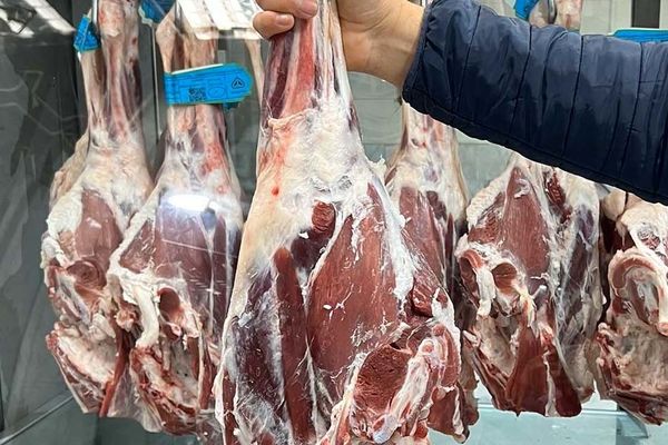 ران گوساله در ۳ ماه دو برابر شد؛ کسی حواسش هست؟